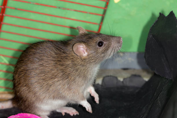 istock rat in a cage close up 1214416834