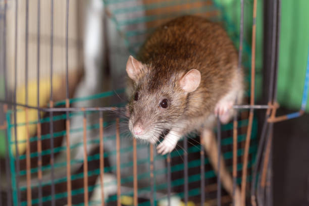 istock brown domestic rat in a cage 1214416845