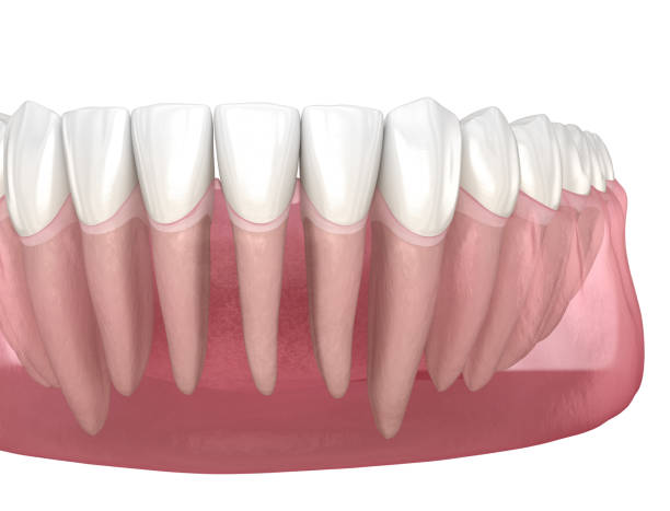 istock Morphology of human teeth. Medically accurate tooth 3D illustration 1214416961