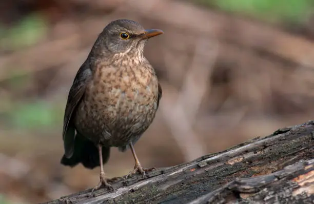 Photo of Blackbird sitting on the ground