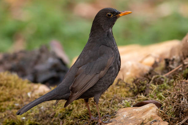 istock Blackbird sitting on the ground 1214418567