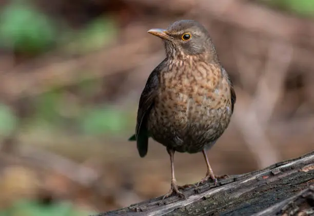 Photo of Blackbird sitting on the ground