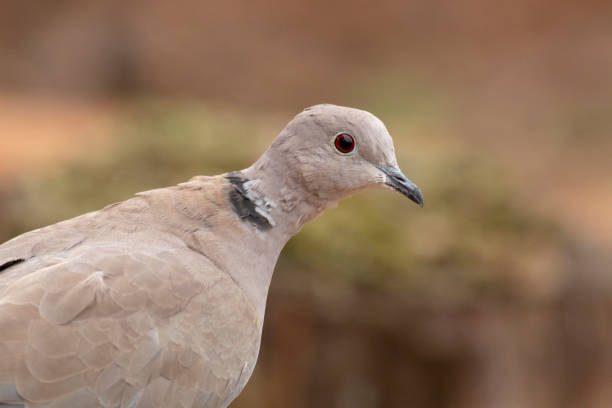 istock Collared Dove sitting on branch in backyard 1214419279