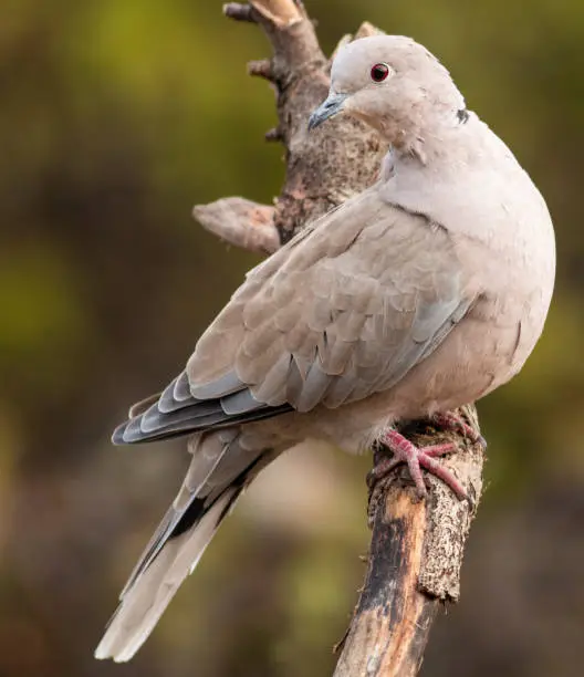 Collared Dove sitting on branch in backyard