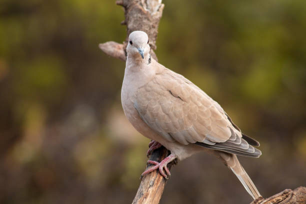 istock Collared Dove sitting on branch in backyard 1214419488