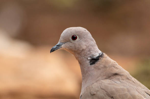 istock Collared Dove sitting on branch in backyard 1214419550