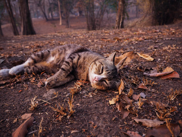 cat laying dawn and looking at camera