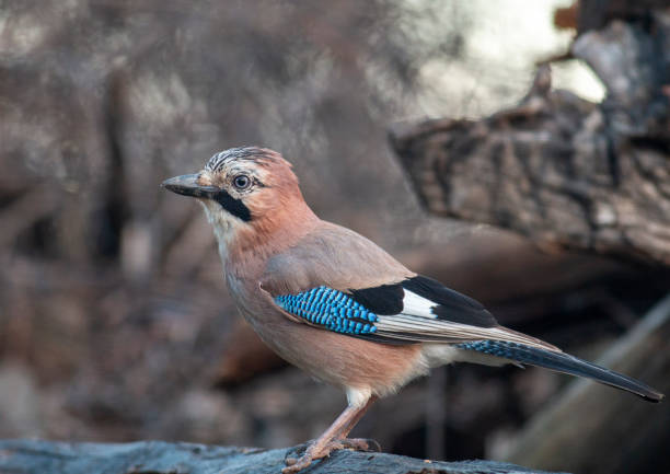 istock Common Jay bird sitting on branch 1214419801