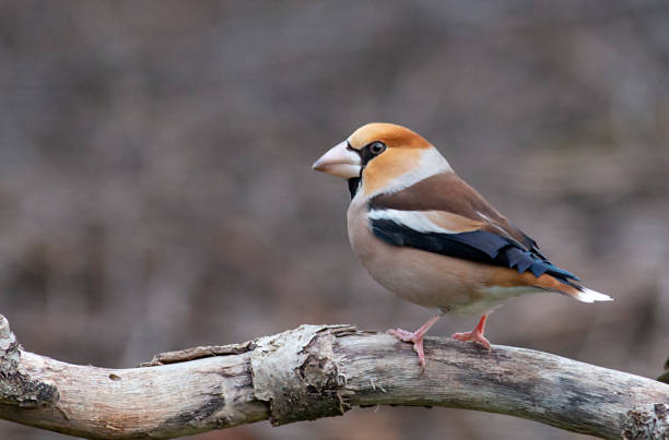 istock Hawfinch bird drink water 1214420646