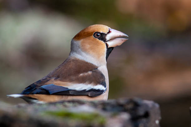 istock Hawfinch bird drink water 1214420874