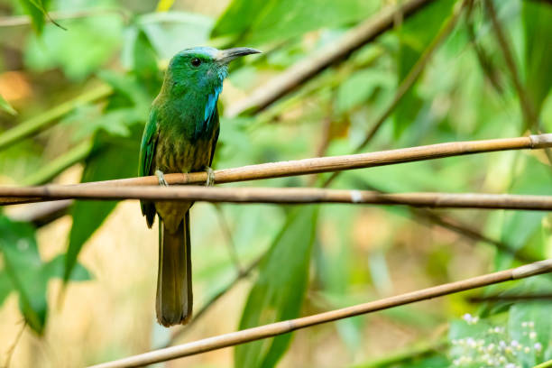 istock Blue-bearded Bee-eater perching on tree branch looking into a distance 1214421395