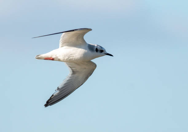 istock Little Gull in winter plumage flying 1214422204