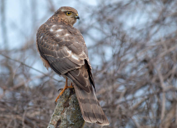 istock Northern Sparrowhawk sitting on concrete pole 1214422323