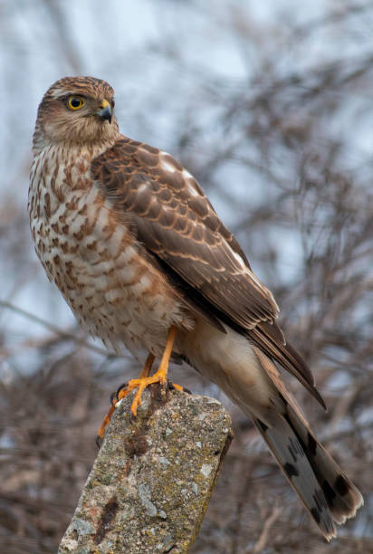 istock Northern Sparrowhawk sitting on concrete pole 1214422394