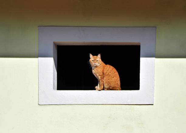 A black and white cat standing by a window