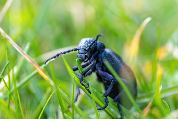 poisonous violet oil beetle feeding on grass big poisonous Violet oil beetle feeding on fresh green gras, Meloe violaceus in Spring time. Europe Czech Republic wildlife majkav stock pictures, royalty-free photos & images