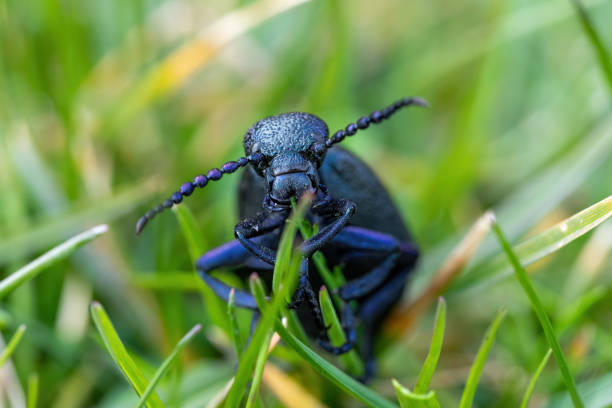 poisonous violet oil beetle feeding on grass big poisonous Violet oil beetle feeding on fresh green gras, Meloe violaceus in Spring time. Europe Czech Republic wildlife majkav stock pictures, royalty-free photos & images