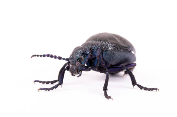 poisonous violet oil beetle isolated on white big poisonous Violet oil beetle feeding isolated on white, macro of Meloe violaceus in Spring time. Europe Czech Republic wildlife majkav stock pictures, royalty-free photos & images