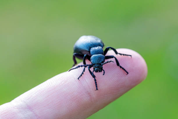 big poisonous Violet oil beetle, Meloe violaceus on human finger. Spring time. Europe Czech Republic wildlife