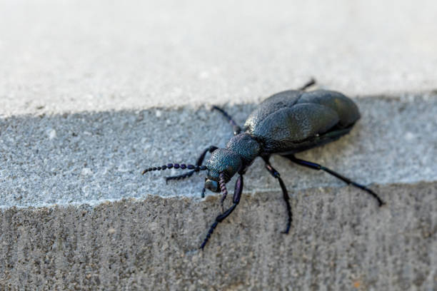 poisonous violet oil beetle big poisonous Violet oil beetle outdoor, Meloe violaceus in Spring time. Europe Czech Republic wildlife majkav stock pictures, royalty-free photos & images