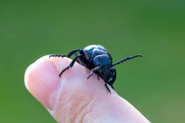 poisonous violet oil beetle on human finger big poisonous Violet oil beetle, Meloe violaceus on human finger. Spring time. Europe Czech Republic wildlife majkav stock pictures, royalty-free photos & images