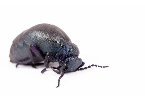 poisonous violet oil beetle isolated on white big poisonous Violet oil beetle feeding isolated on white, macro of Meloe violaceus in Spring time. Europe Czech Republic wildlife majkav stock pictures, royalty-free photos & images