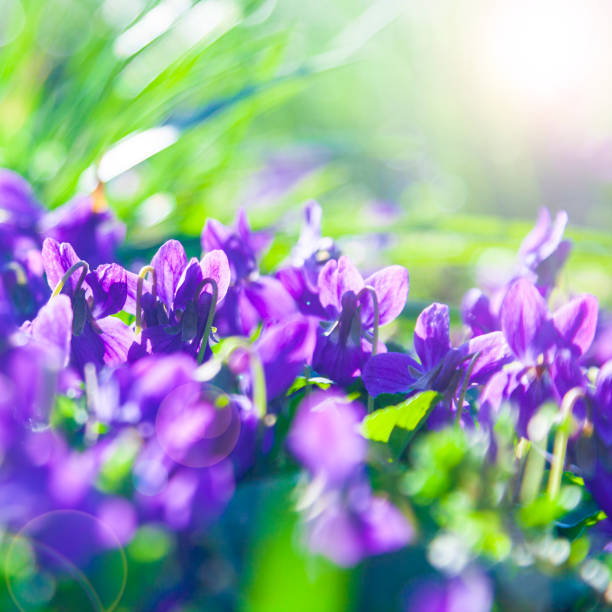 istock Lilac flowers in the grass in a spring park 1214426983