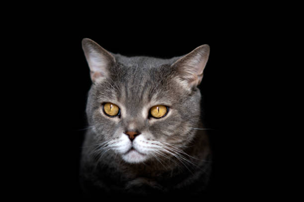 istock Cat portrait in front of black background 1214427653