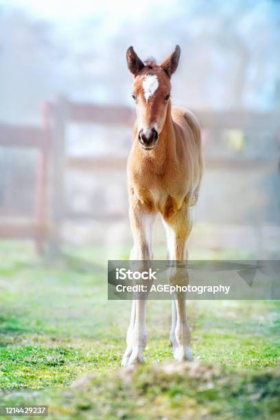Foal On The Spring Grass In The Farm Yard In The Foggy Morning Stock Photo - Download Image Now