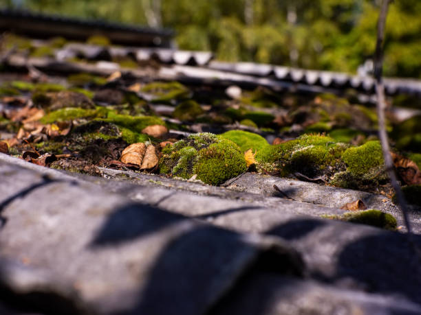 istock moss lies on a slate roof 1214429329