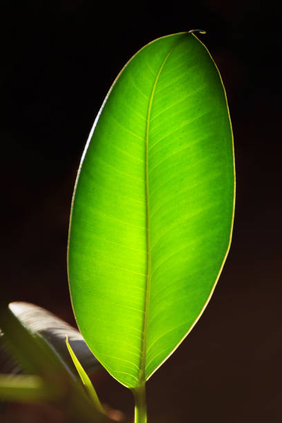 A large green ficus leaf on a dark background with backlit sunlight. Vertical minimalistic photo.