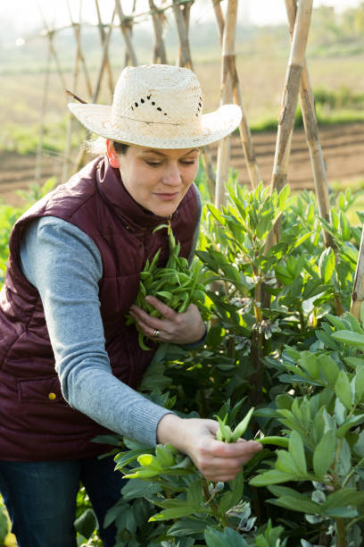 istock Woman harvesting broad beans 1214430401