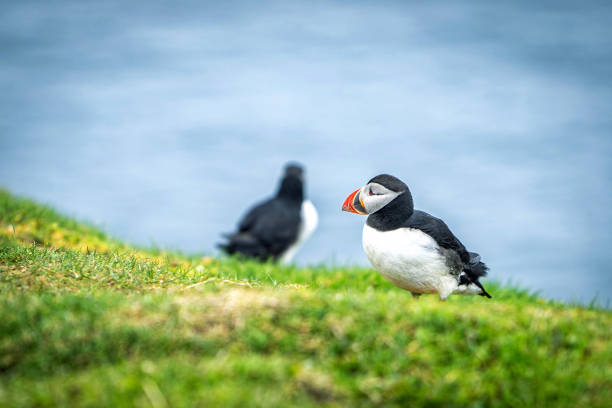 istock Puffins on Mykines, Faroe islands 1214431189
