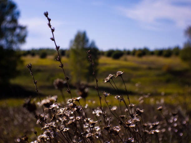 istock grass with small white flowers in a field in autumn 1214431288