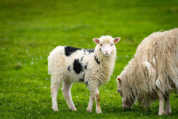 istock Sheep in Faroe Islands 1214431318