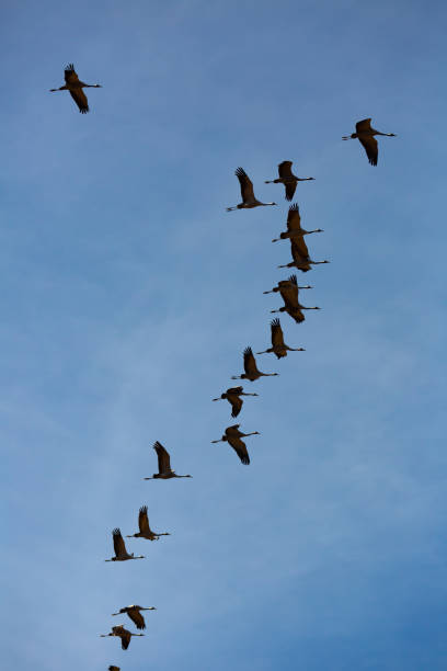 istock Flock of cranes flying in sky 1214431844