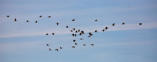 istock Flock of cranes flying in sky 1214431850