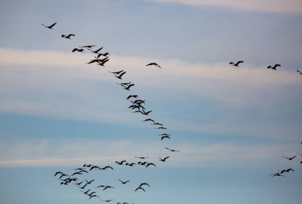 istock Flock of cranes flying 1214431851