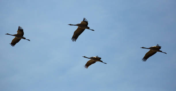 istock Flock of cranes in flight 1214431859