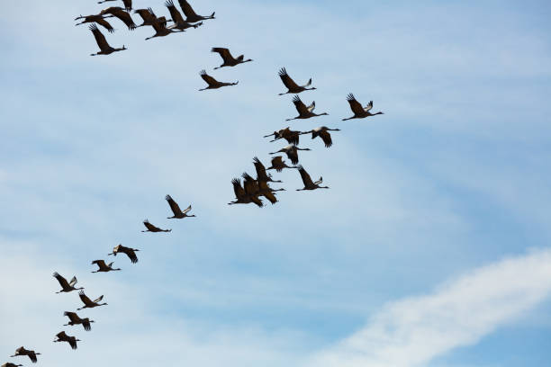 istock Flock of cranes flying in sky 1214431866