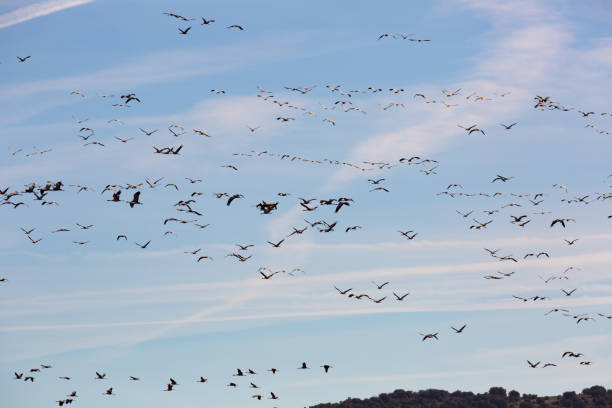istock Flock of cranes flying in sky 1214431883