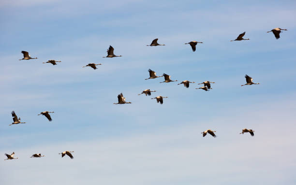 istock Flock of cranes flying in sky 1214431886