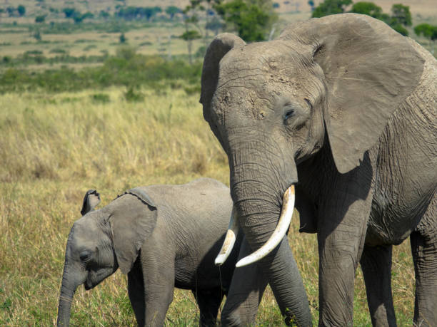 madre elefante africana con simpatico piccolo vitello - addo elephant national park foto e immagini stock