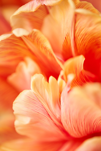 Closeup of petals of beautiful orange and with red streaks tulips in vase. Flower background. Floral Wallpaper