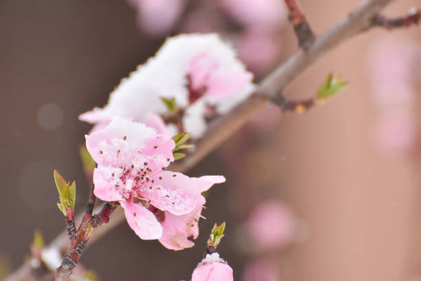 istock Snow on pink flowers  and  first buds on tree 1214433097