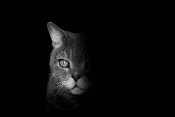 istock Cat in front of black background 1214433115