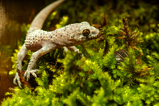 Closeup of wild turkish gecko