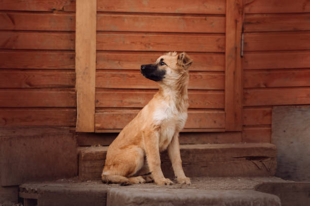 istock red mixed breed puppy sitting in a dog shelter 1214435343