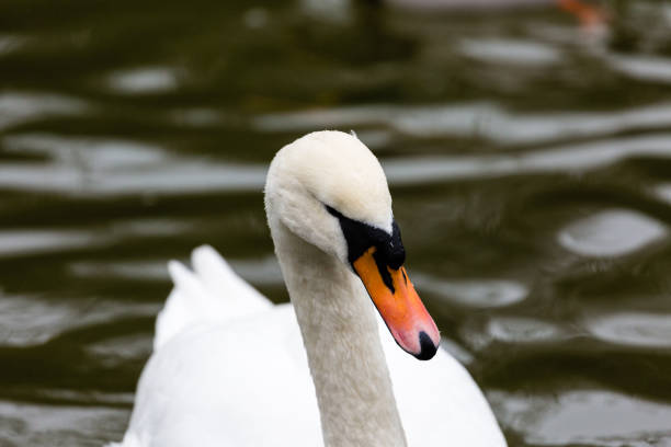 Portrait of white mute swan