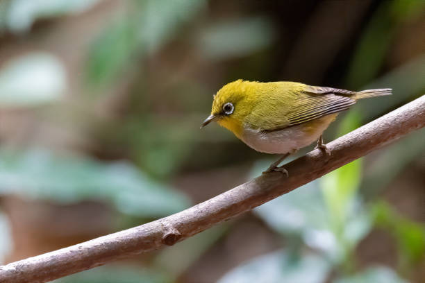 istock Indian White-eye perching on a perch looking into a distance 1214435731